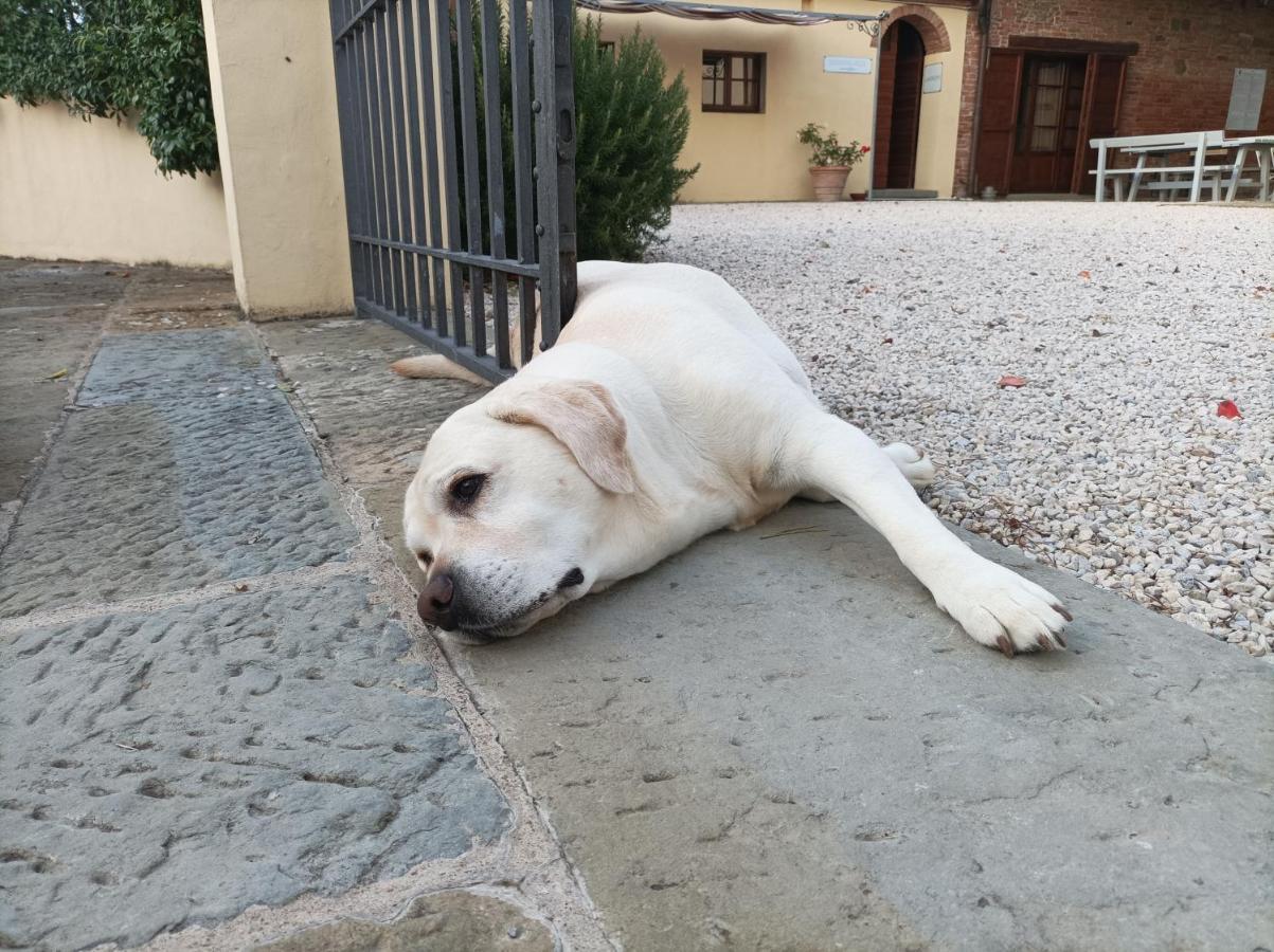 Podere Il Belvedere Su Cortona Castiglion Fiorentino Eksteriør billede